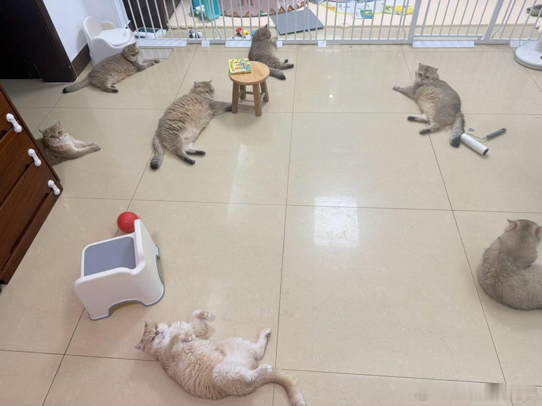 妹妹一跑出来，直接把睡衣扔进鸡腿猫的浴盆里😂萌宠猫咪