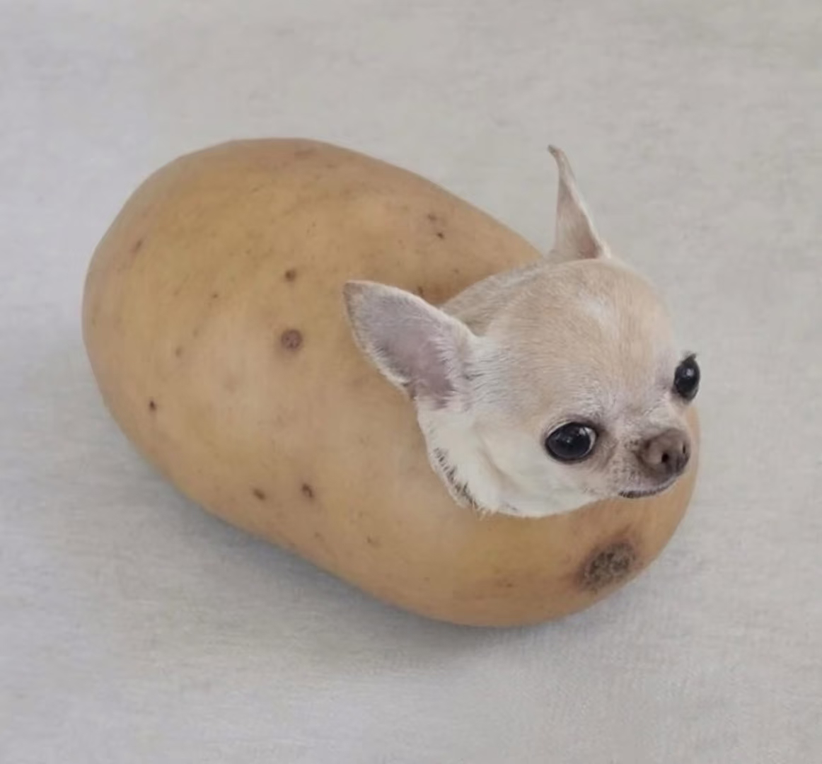 potadog 