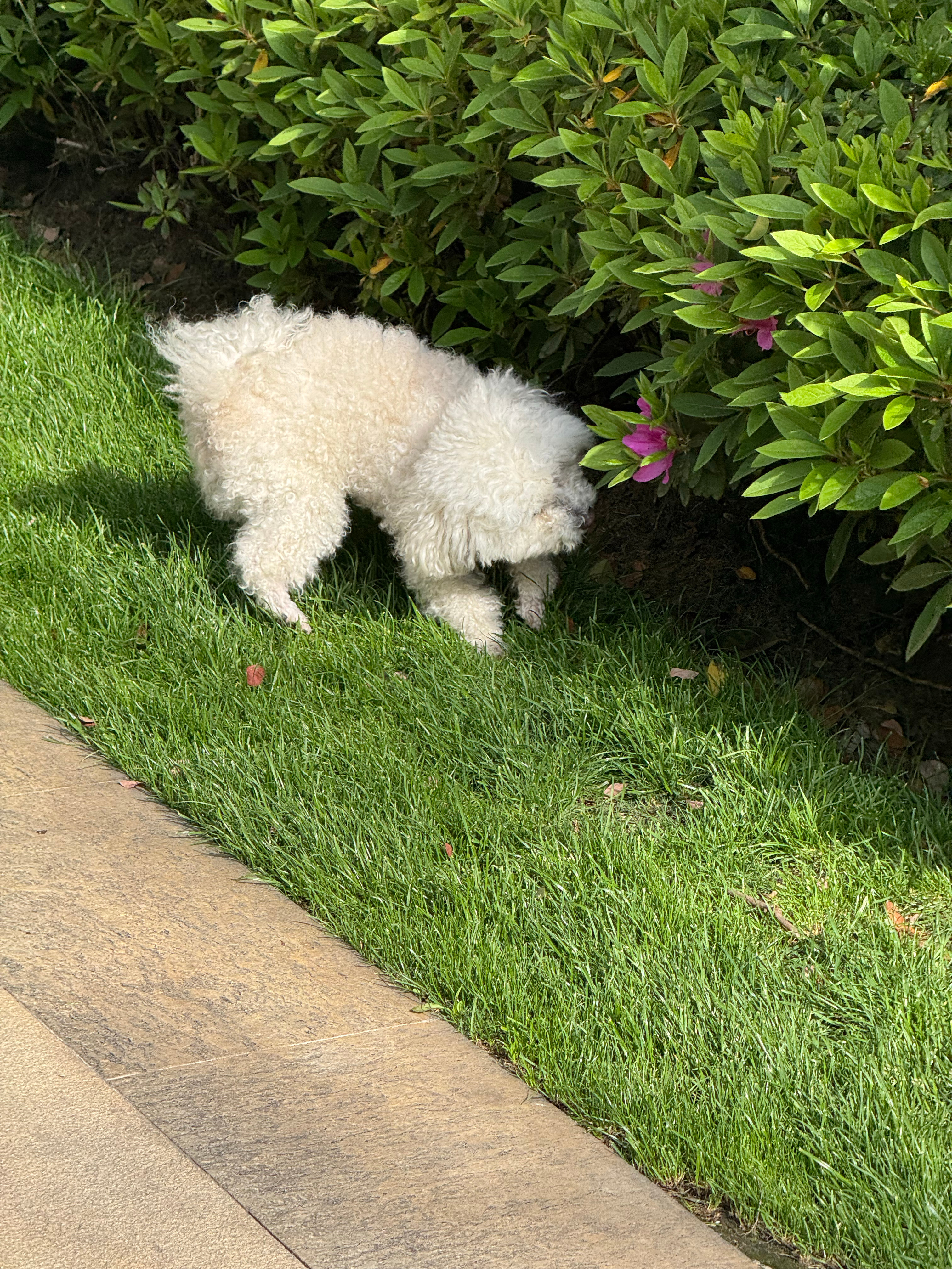 建议大家养猫就养全自动的我们只有小狗狗🐶 