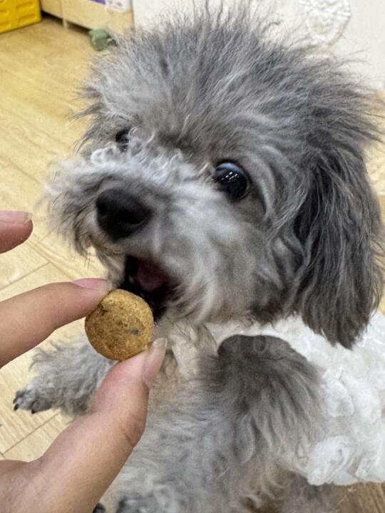 我家挑食泰迪开始吃饭的故事😆