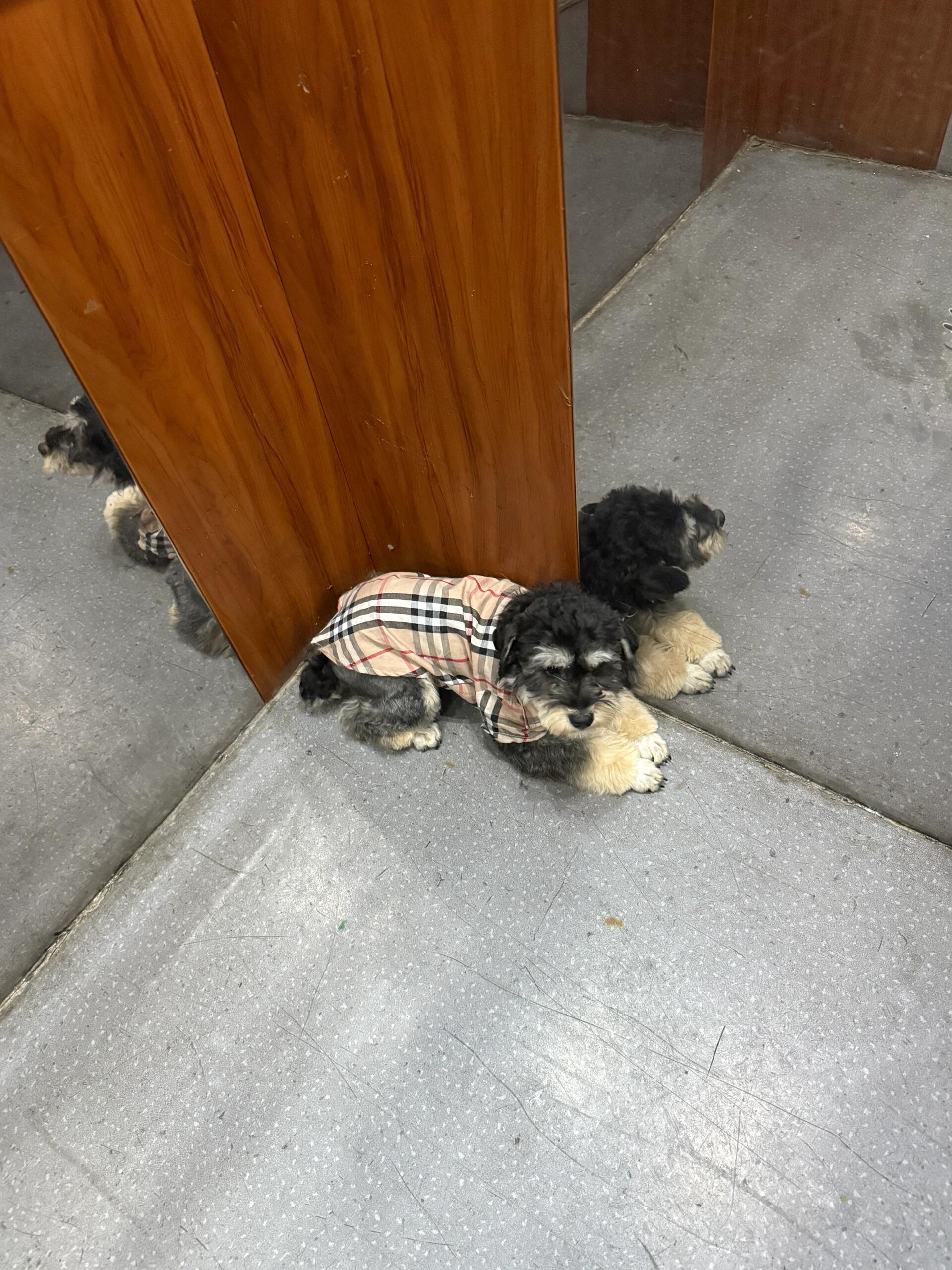 i狗的素养，上电梯要待在角落里 ​​​