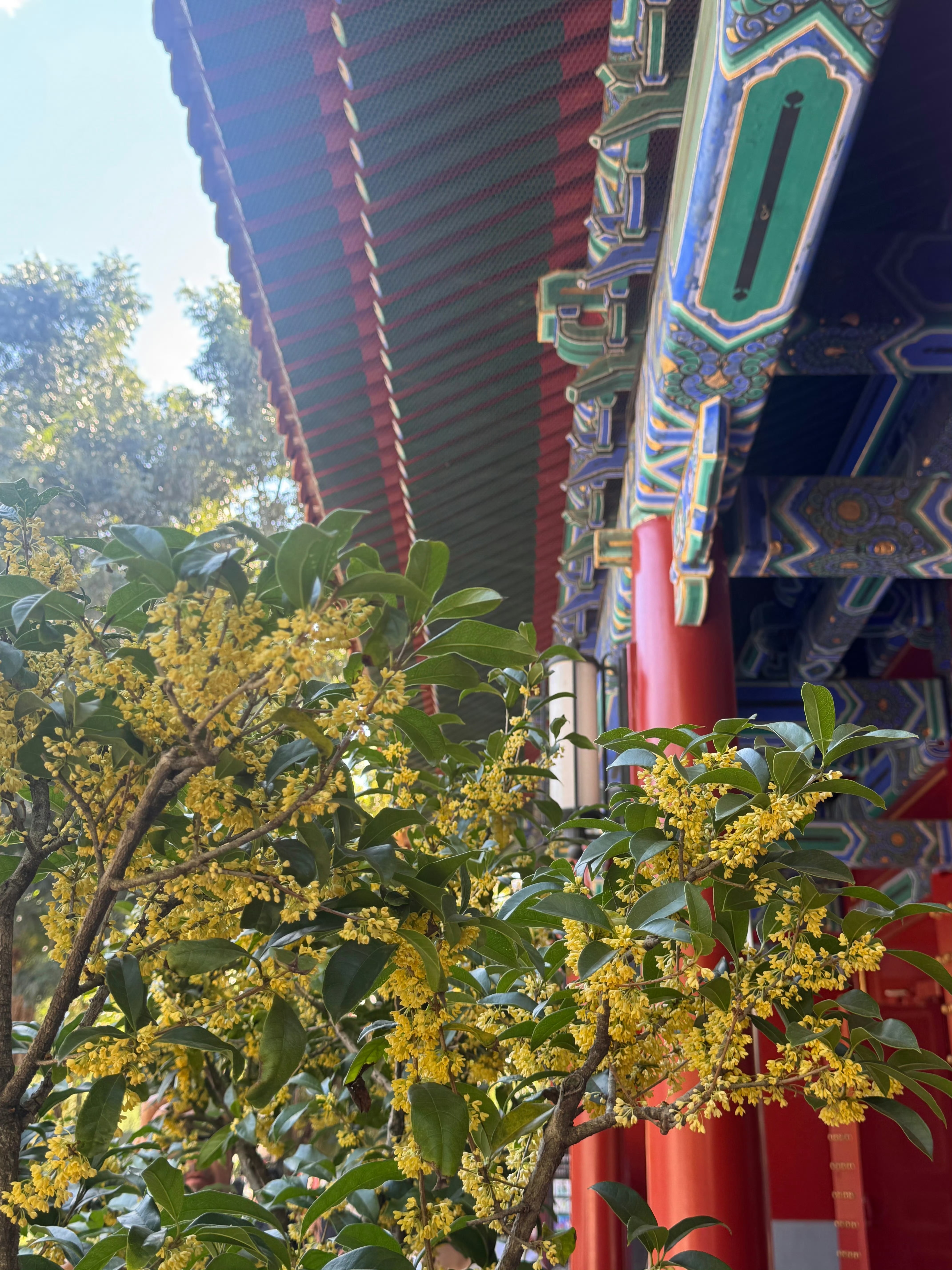 景山秋韵，桂香袭人。🍂🍃🍅🍅🍅本想来寻柿子，偶遇桂花飘香。又见枝头红彤