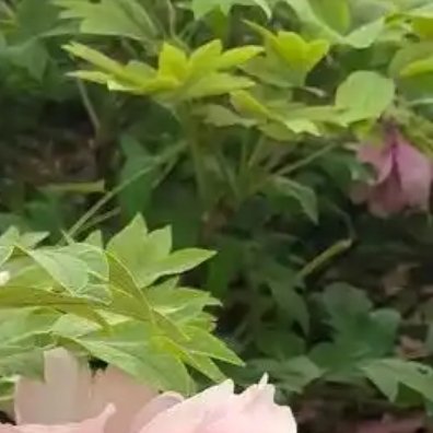 种植 🌸‎种植文案 0000牡丹花种植核心是选对时间+配好土壤+控制深度，最佳
