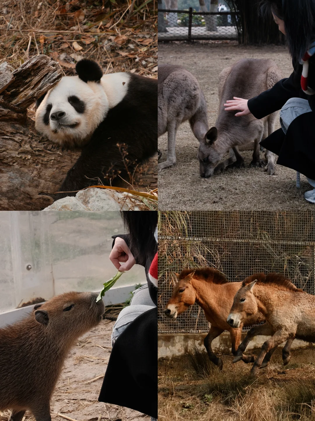 宁波周末｜在东钱湖喂卡皮巴拉🥬摸袋鼠🦘