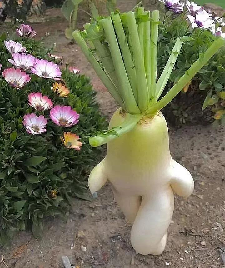 不小心投错胎的蔬菜