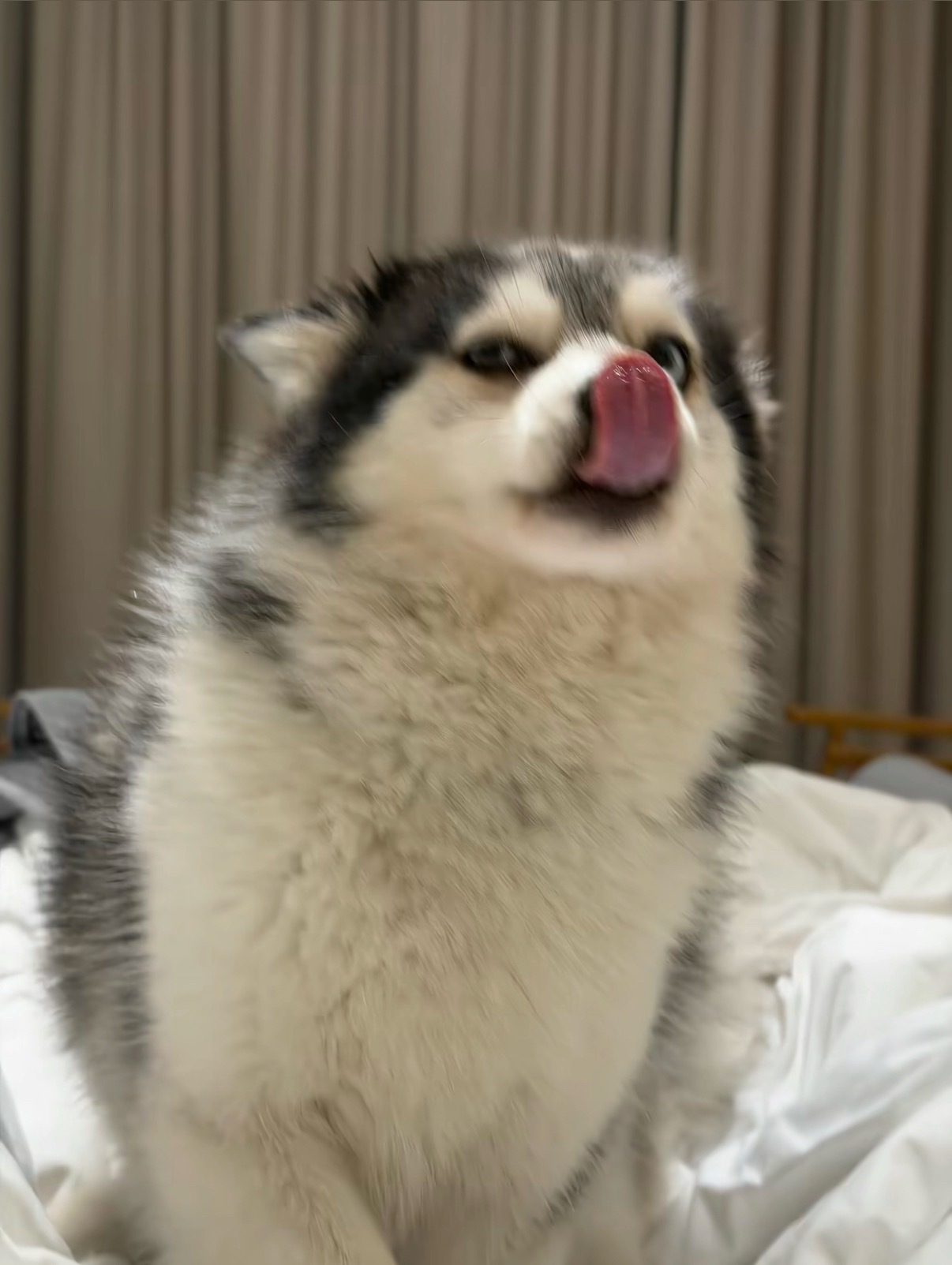 最近的梦中情狗૮・ᴥ - ა 