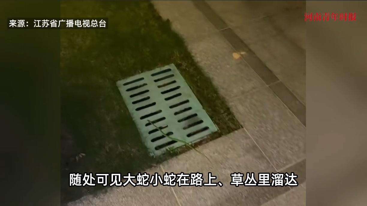 “太吓人了！”近日，广东云浮，一小区里突然出现了大量蛇类聚集，其中有大有小，小区
