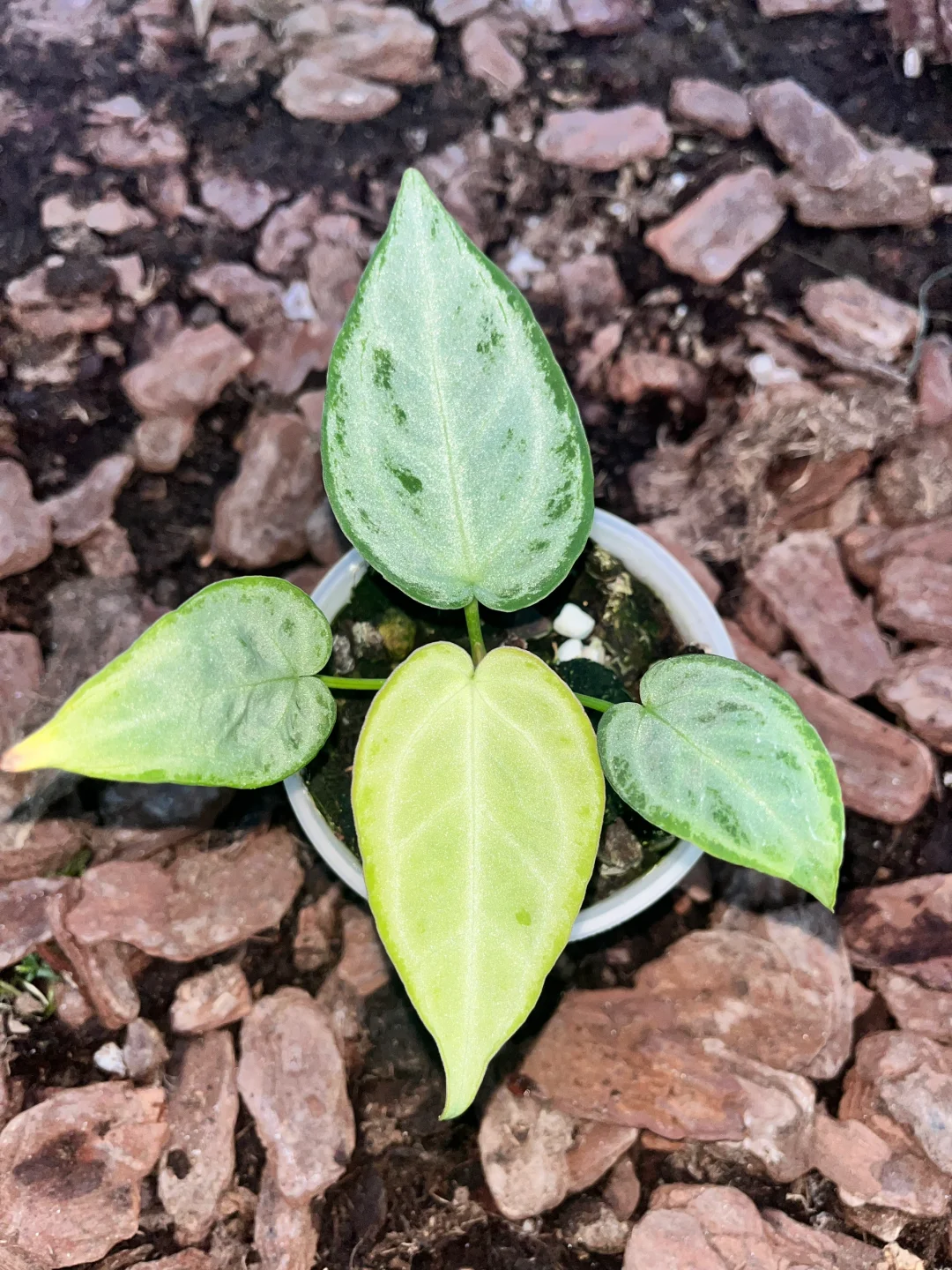 满银银刷子花烛