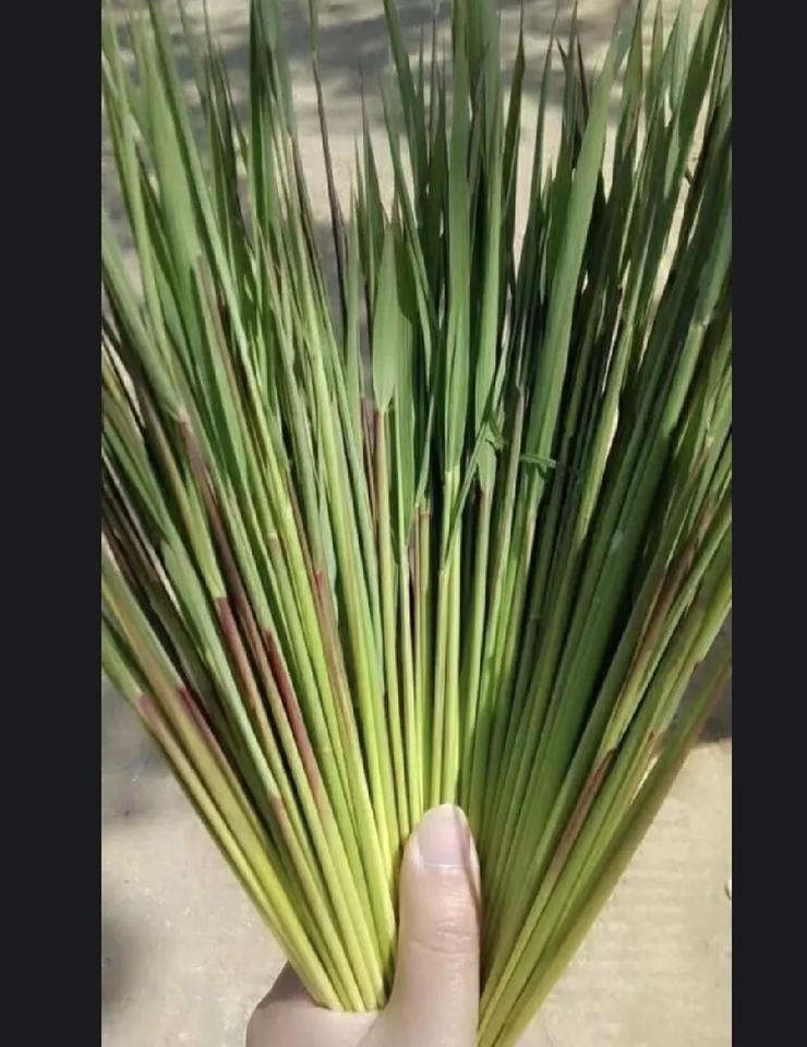 还记得儿时的回忆吗？？毛针草也叫矛牙草[呲牙][呲牙]八零后的都应该有记忆[捂脸