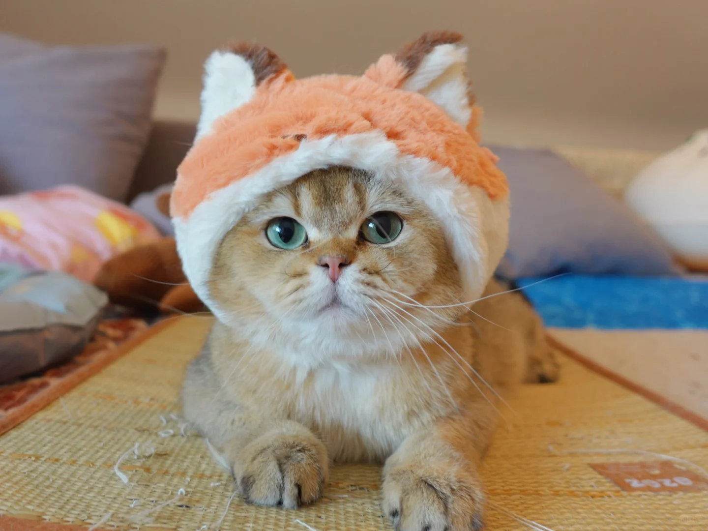 逆生长小猫 谁家七岁的大宝贝那么nun啊？