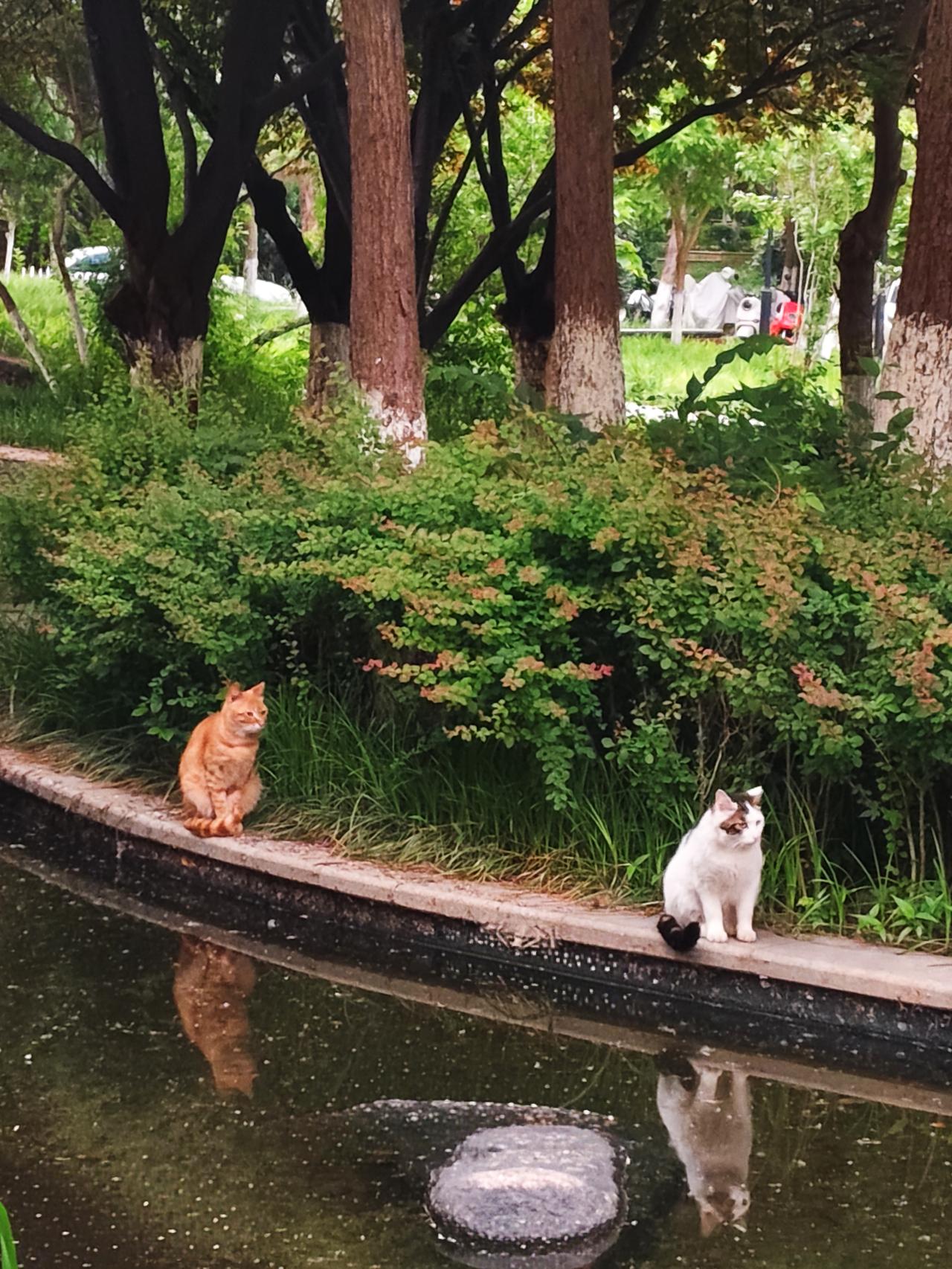 晨光熹微，万物静好。退休后养成了一个习惯，早睡早起——早上五点左右准时起床，五点
