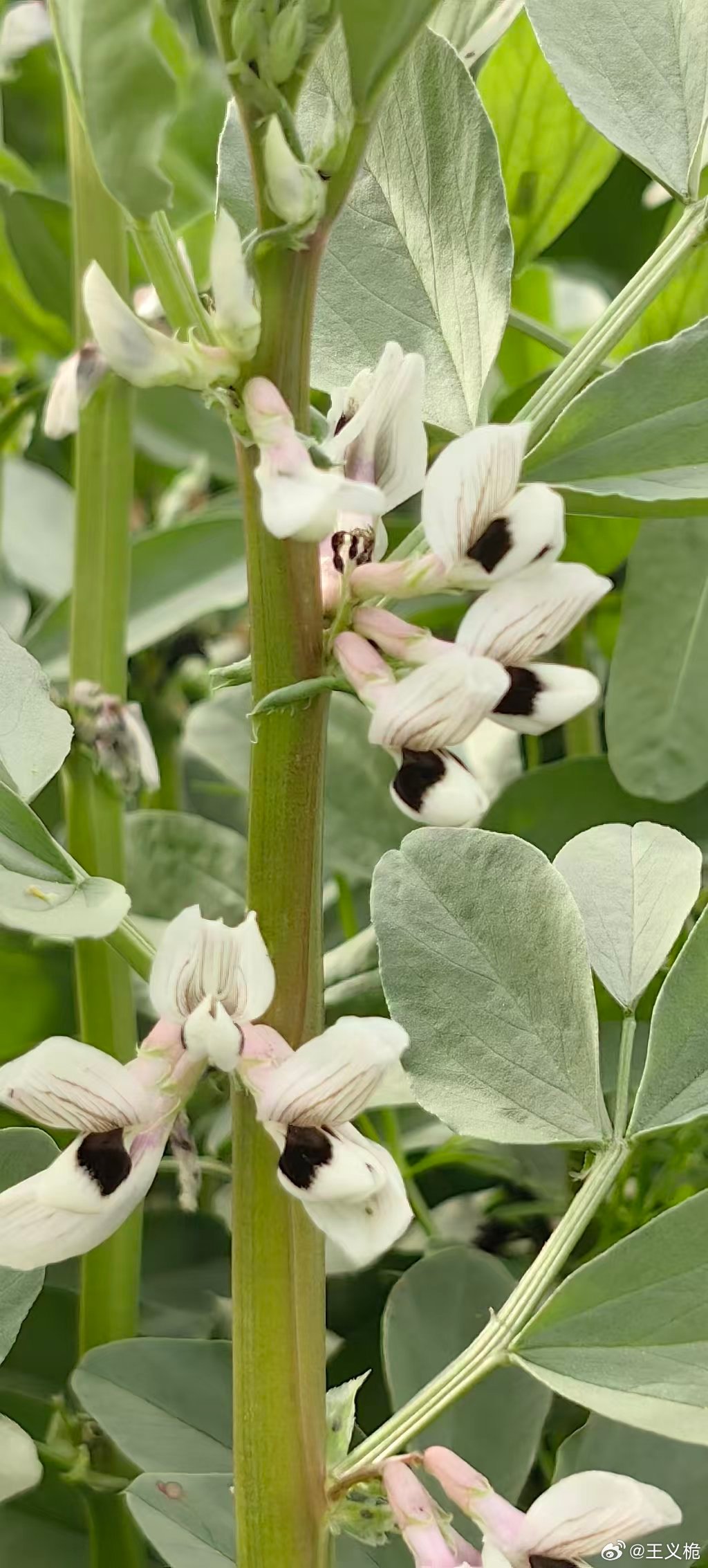 乾清坤明，天下同春 