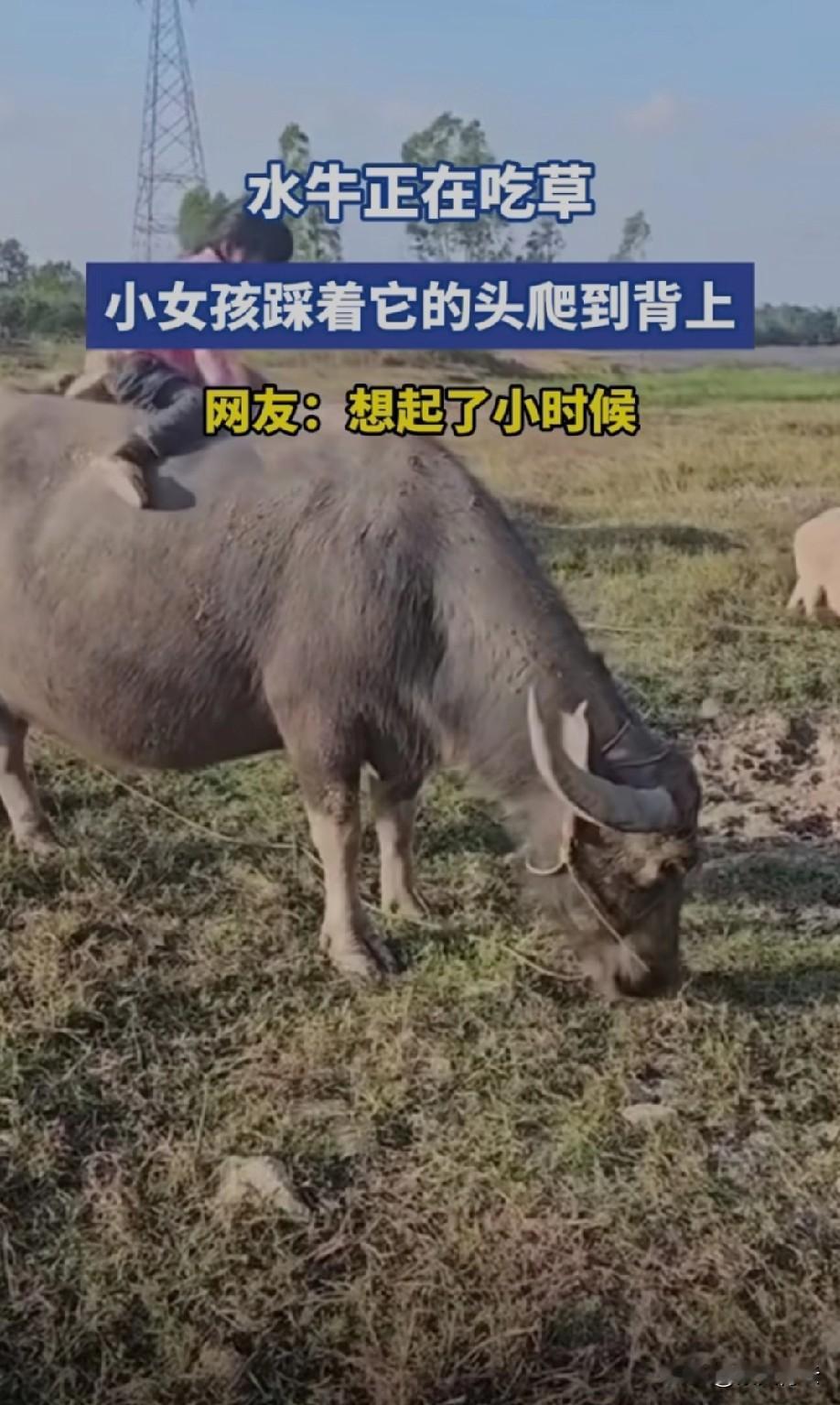 虽然小时候放过牛
但从来没有骑到牛身上过
真的是初生牛犊不怕虎