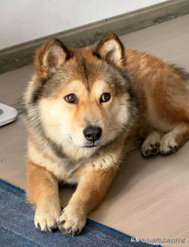 2000块买的土松，半岁就成了家里的“门神”，同事说：比伺候父母还上心！

同事