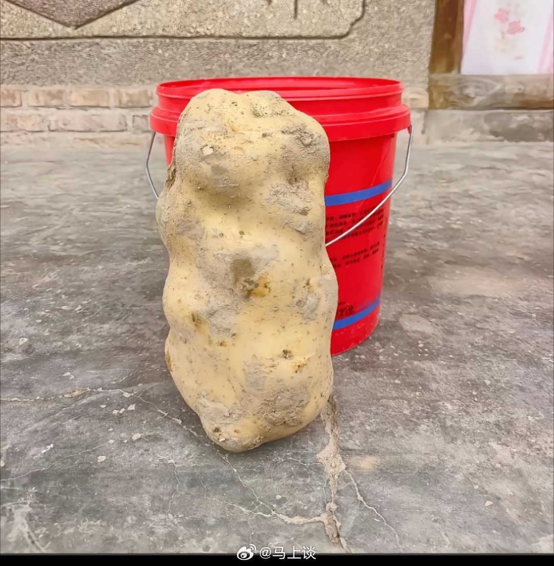 土豆真能长这么大吗？😲😲😲 ​​​