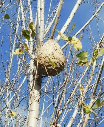 “太冤了！”四川内江，70岁老太太，见到一群乱飞的马蜂，吓得拔腿就跑，最终被马蜂