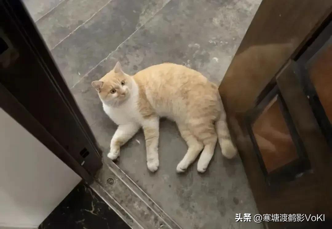 经常投喂的一只流浪猫，昨天晚上找上了门。它在门口喵喵叫，开门看到它后，想把它赶走