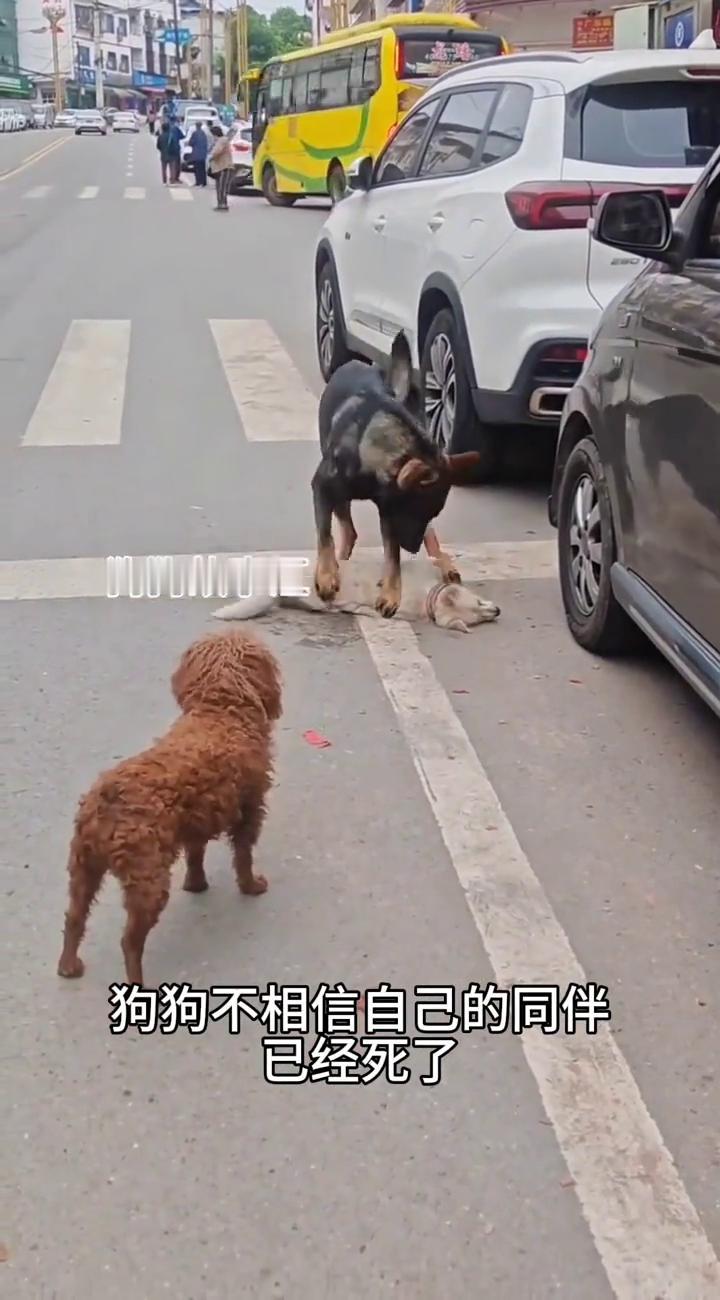 狗狗不相信自己的同伴已经死了。
川R86狗狗故事汇。
狗狗故事汇。