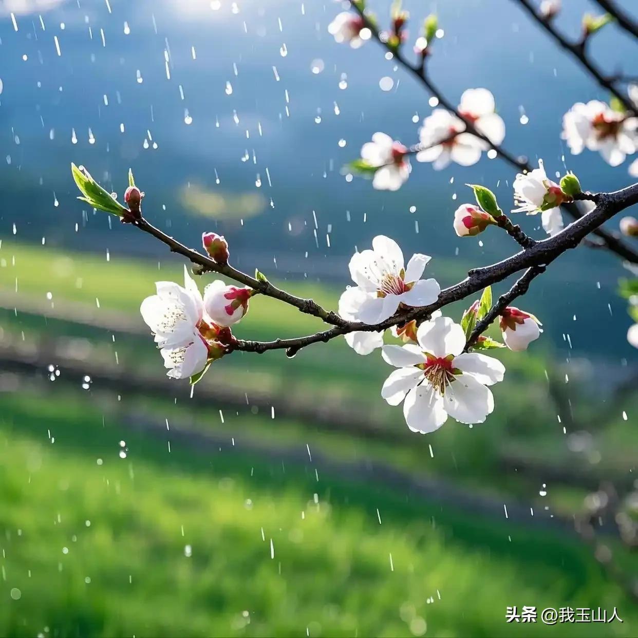 小楼一夜听春雨，明朝深巷卖杏花。
