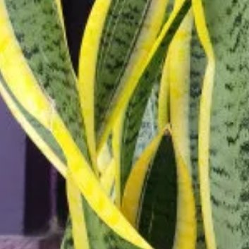种植 🍃虎尾兰的种植方法和注意事项：一、种植方法1.土壤：虎尾兰适合生长在排水