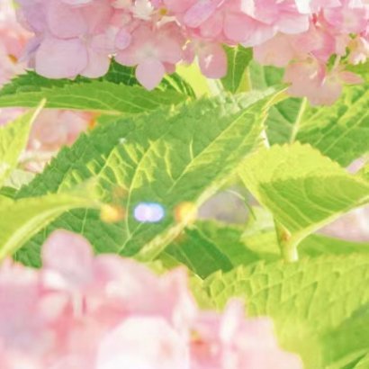 2100种植 绣球花的种植方法一、腐殖土壤绣球花在腐殖土壤上生长最佳，需要选取3