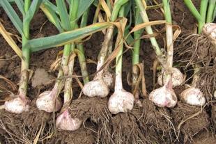 大蒜成了“国安威胁”？欧洲这波操作，滑天下之大稽。

正吃早饭时刷到这条消息，差