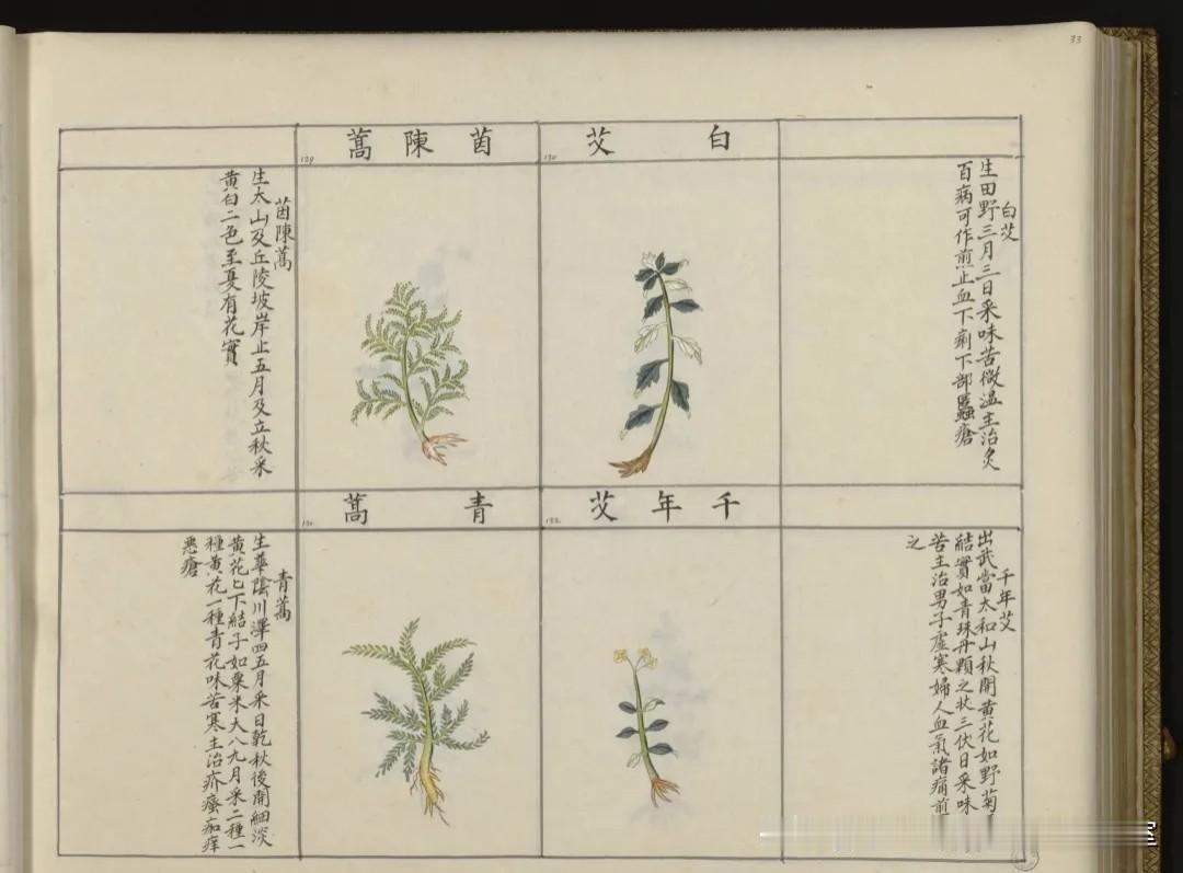 《中国药用本草绘本》拾页03