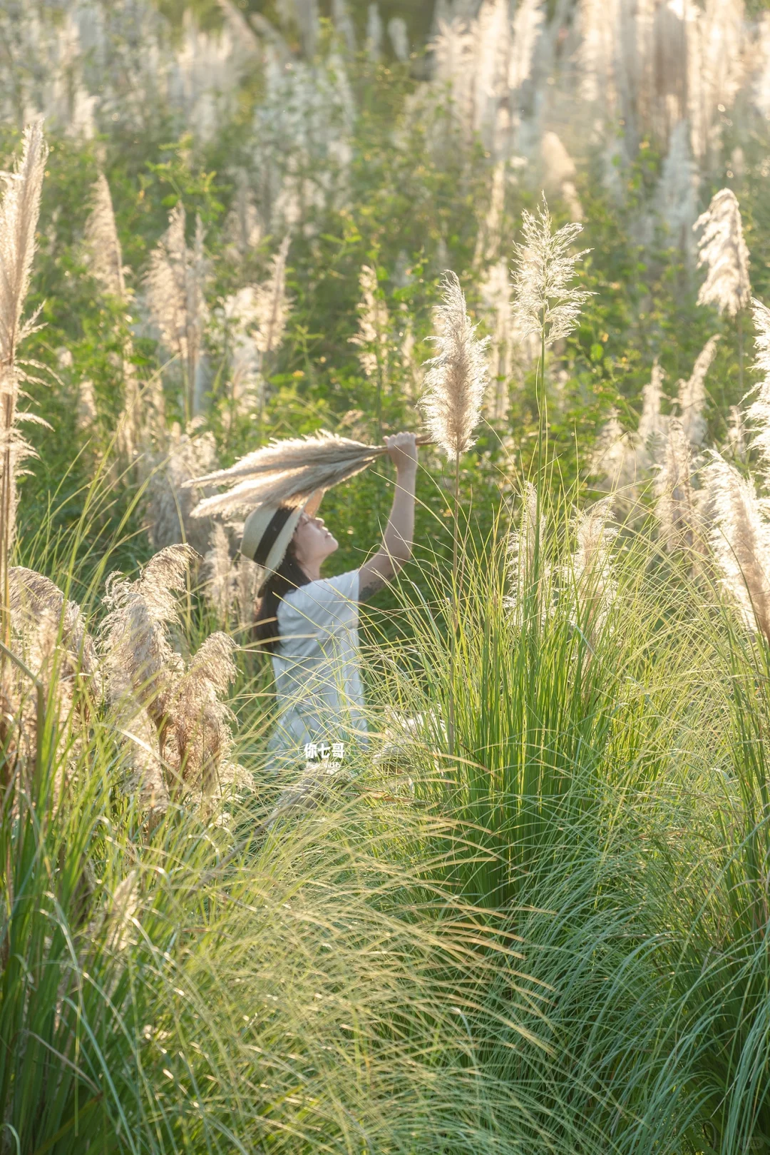 比起粉黛🌾我认为芦苇才是秋日氛围天花板‼️