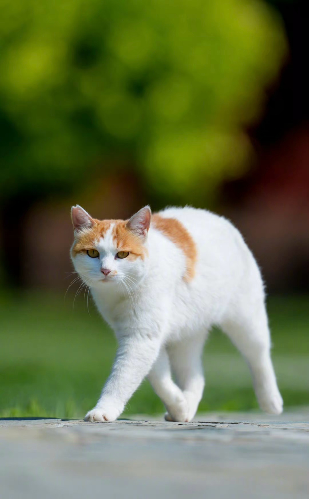 海外故事：总统即将访问农庄，农场主让画家画一幅《总统在农庄》的宣传画。画家画好后