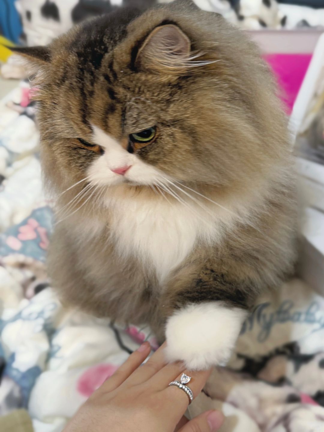 人生中的第一枚钻戒 是小猫送的❤️