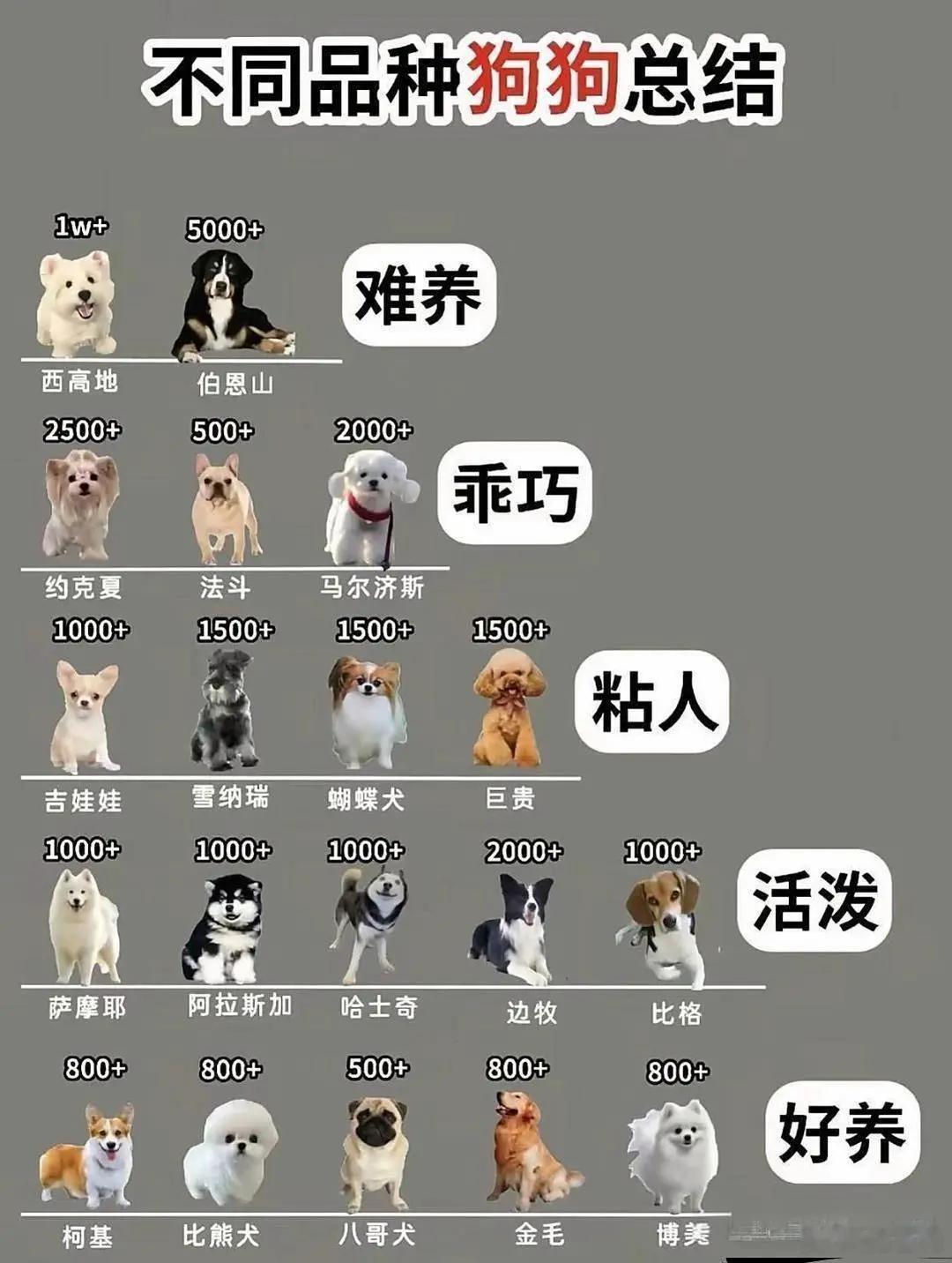 狗狗品种大盘点！按性格＆饲养难度分类，新手也能一眼看懂！ 