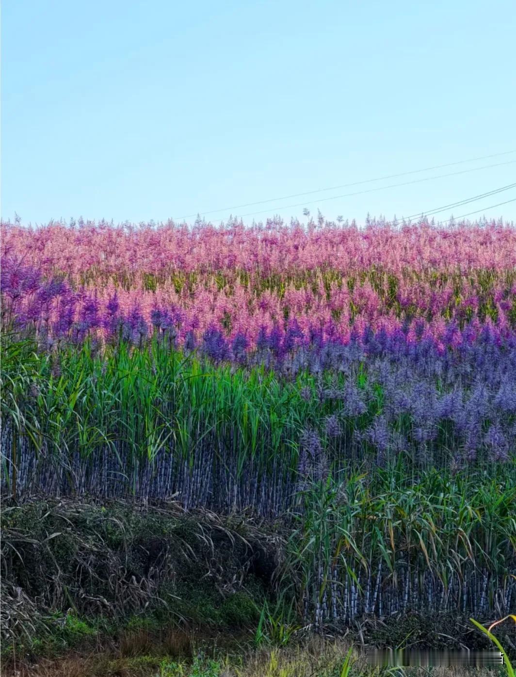 精选铁粉点评计划广西是一个甘蔗和各种水果省区，很多全国网友都知道，游玩旅客都清楚