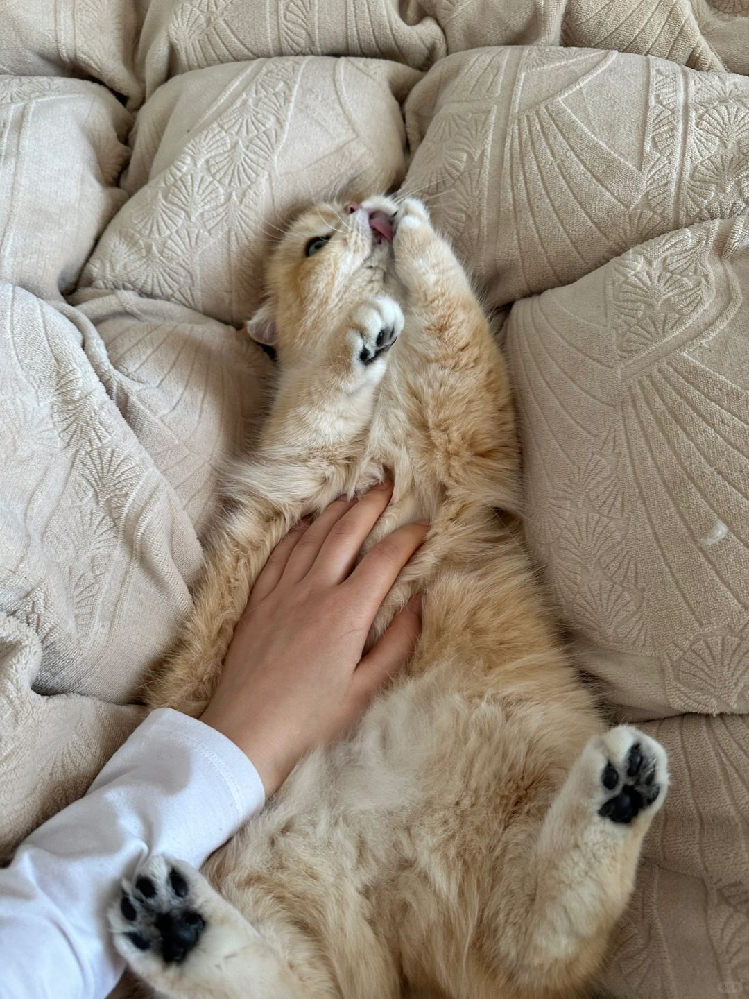 我一醒就发现有只猪在床上舔脚