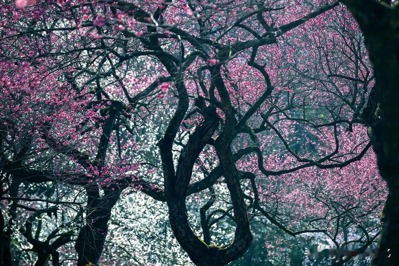 梅花盛开的季节来了来了，杭州植物园的梅花景区就是梅花在春天盛开的海洋！对于生活在