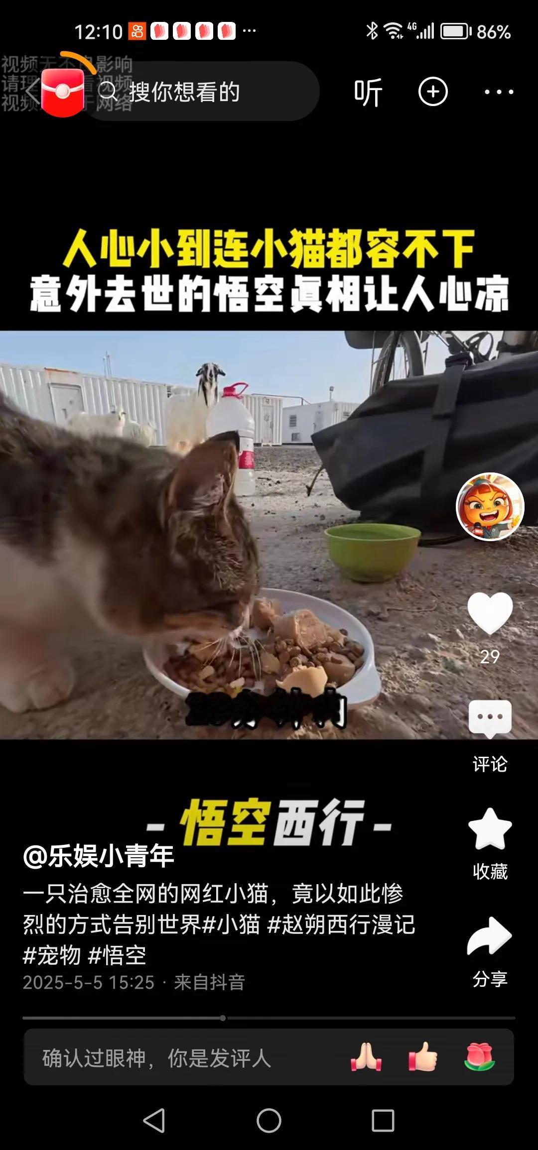 谁是残杀网红小猫“悟空”的罪魁祸首啊！？
是谁把罪恶的黑手伸向了毫无还手之力的“