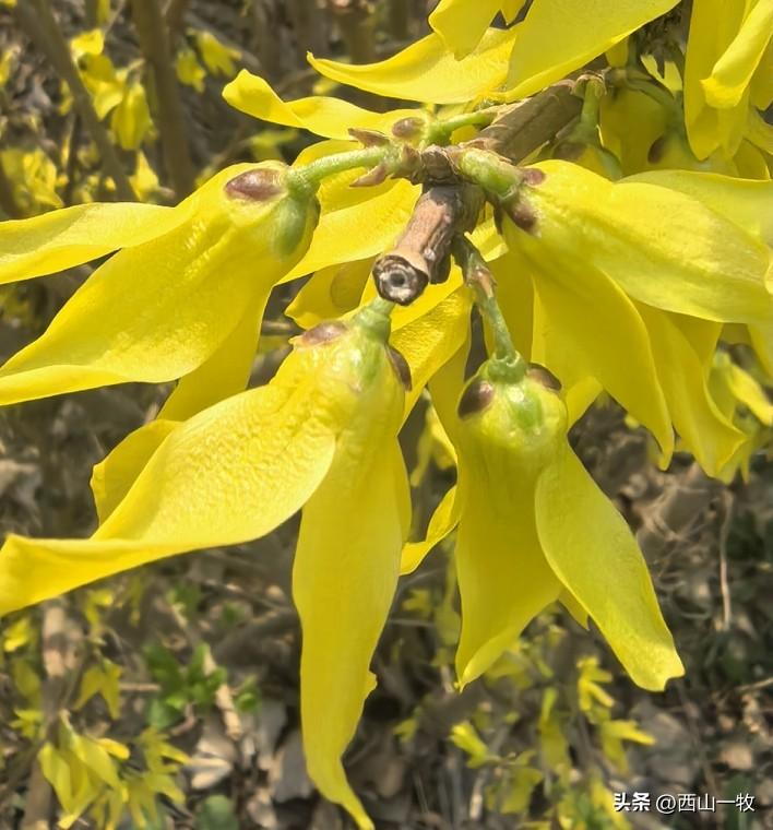 出门遛弯，走到一条胡同里，老远就听到一个苍劲有力的声音，“啊朋友再见，啊朋友再见