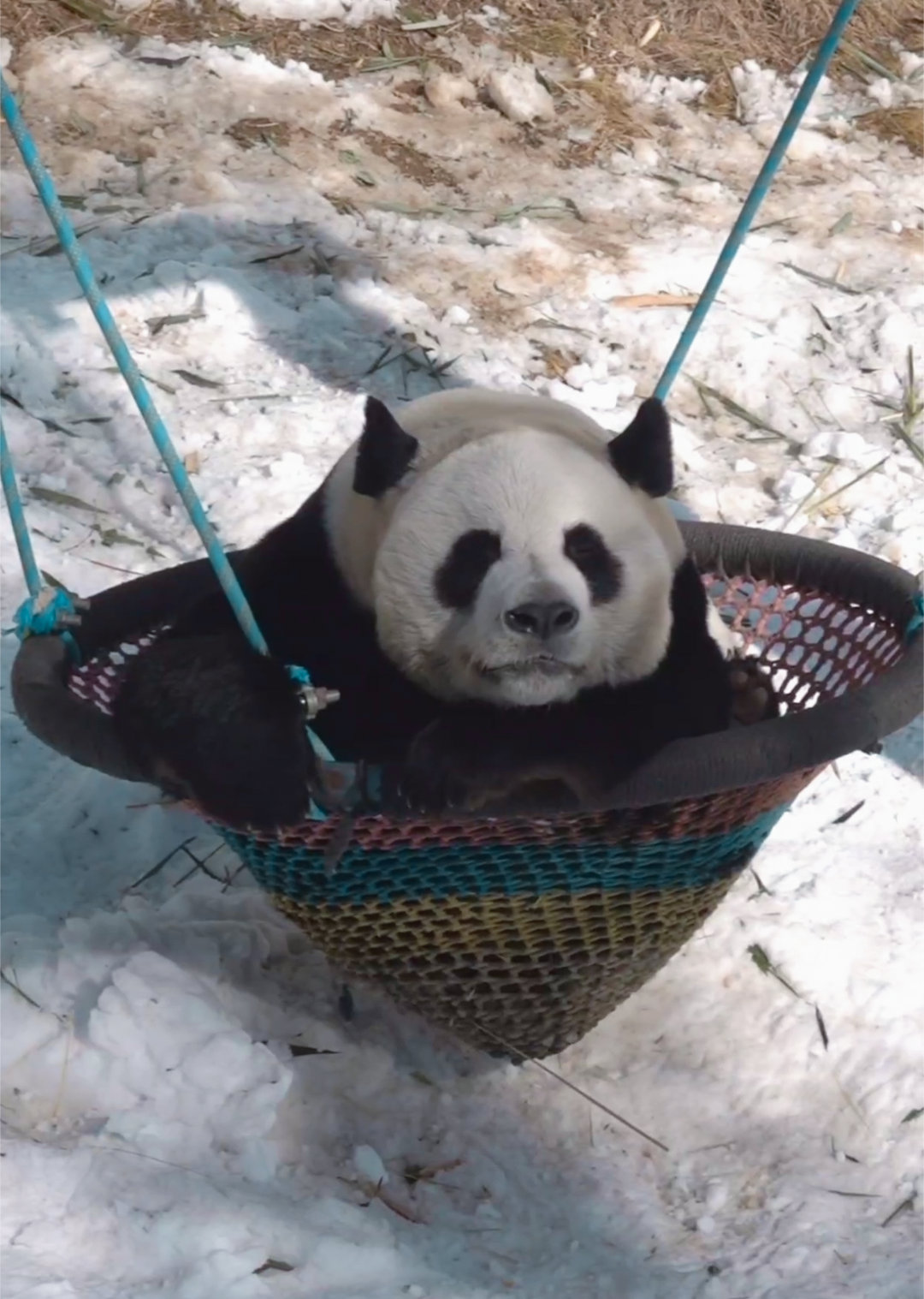 安静睡觉的灵岩，太嗨玩累了吧。🐼 