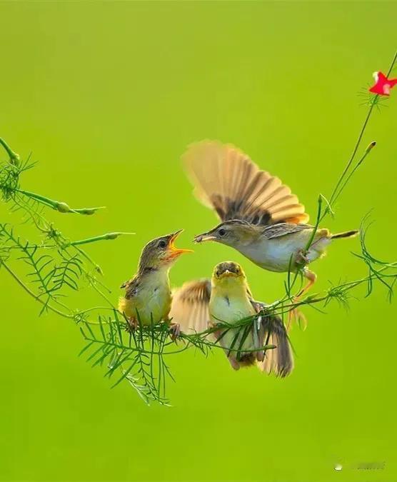 [玫瑰][比心][祈祷]
下联:林间常闻百鸟鸣。