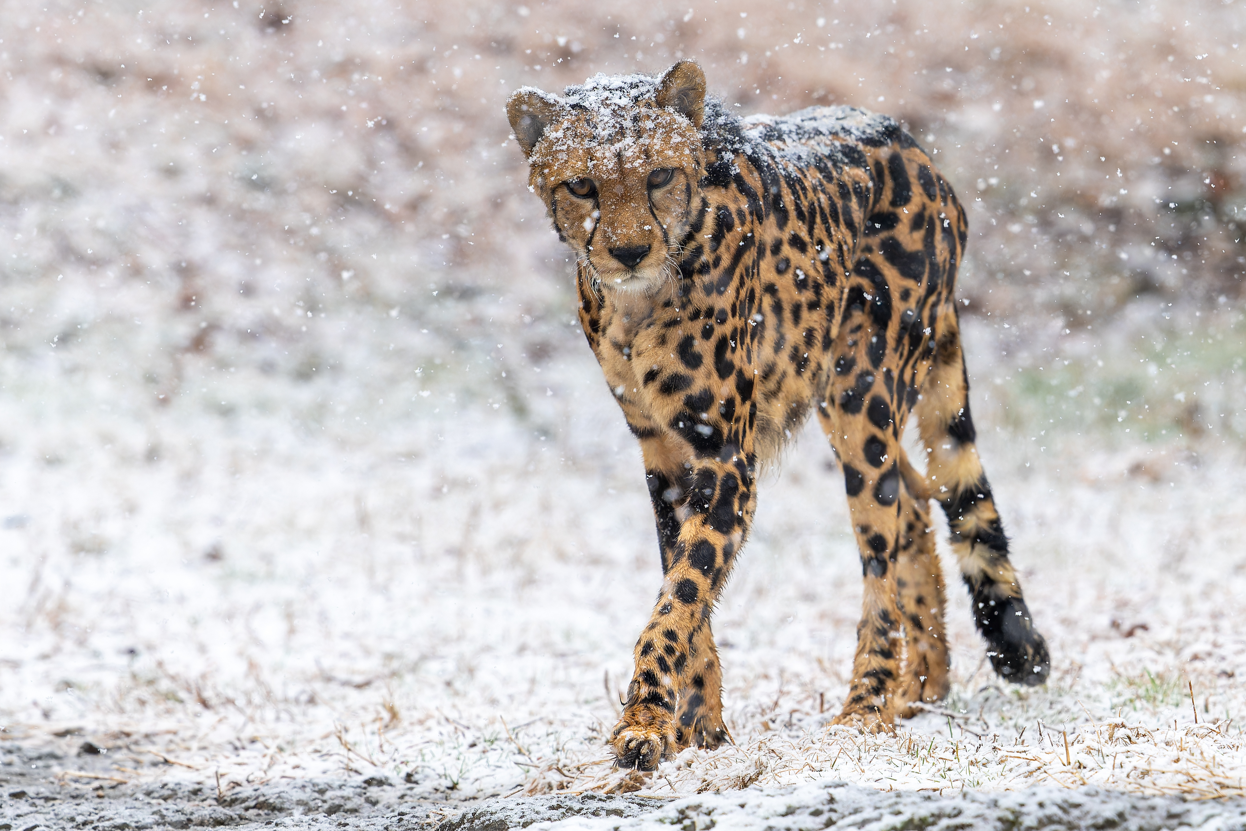 猎豹  雪中的王猎豹[雪花][雪花][雪花]本身王猎豹就很少见啦，还是在雪地里行