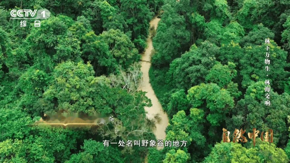 亚洲象头顶有两个聪明包云南可以在桥上看大象谁不爱云南的生态浪漫，6米高空栈道近距