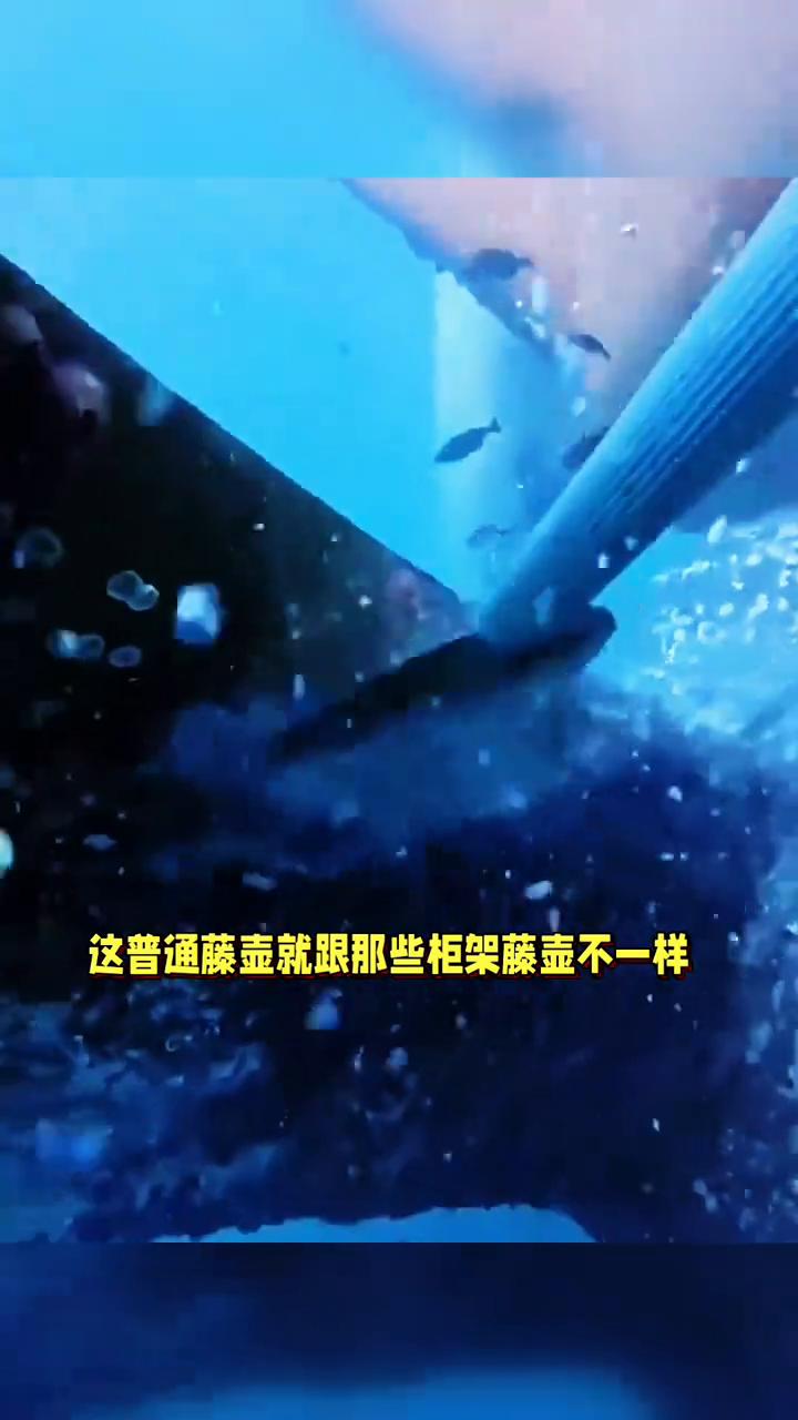 为什么船底铲下来的藤壶不能吃？
你们有没有想过潜水员费劲从船底铲下来的藤壶为什么