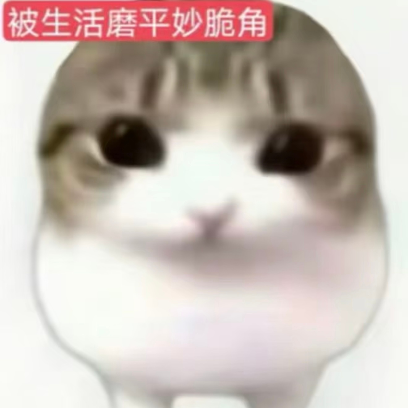 成毅退休之前我有拿到亲签的风险吗 ​​​