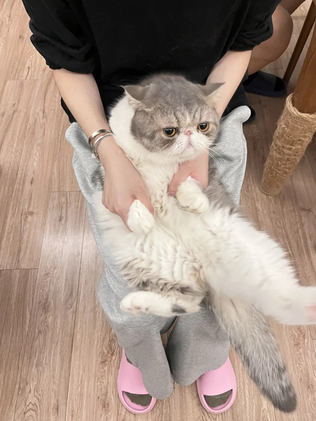 硬控小猫三分钟