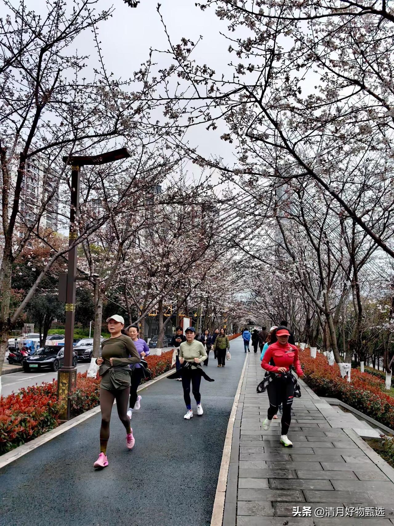 春暖花开，阳光洒满大地。大路旁，鲜花竞相绽放，芬芳扑鼻，色彩斑斓。路上，越来越多