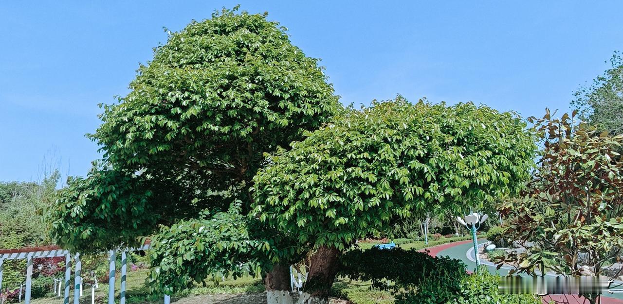 造型榆树 ：榆树在园林中常被修剪成这种独特的艺术形状。