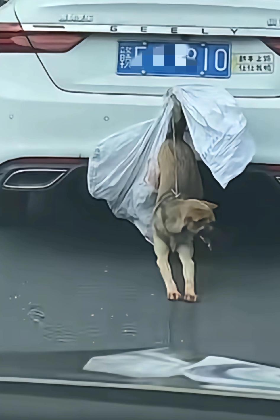 弄了个布兜着，一路颠簸没想到狗狗掉出来了，拖在地上已经磨出血了，到家骨头都要磨没