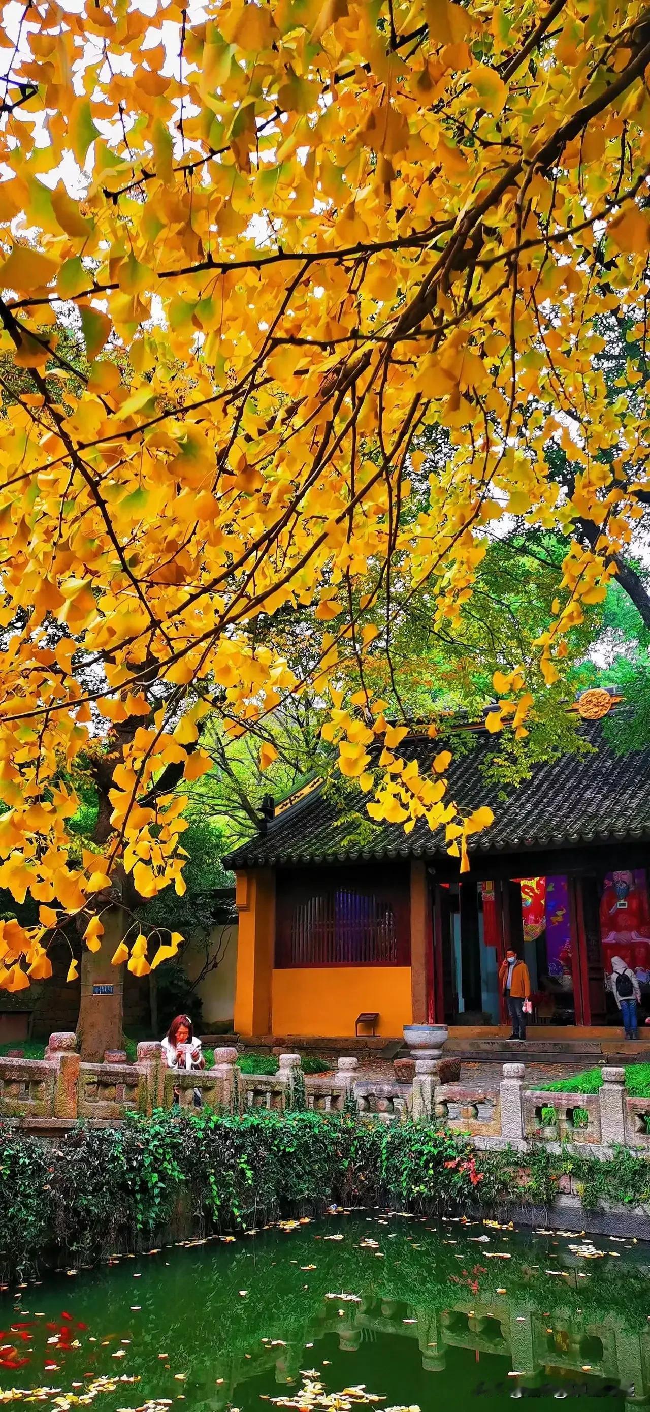 【搀扶】秋意盎然的日子里，听着歌，思绪也跟着飘远。生活的意义究竟是什么呢？小时候