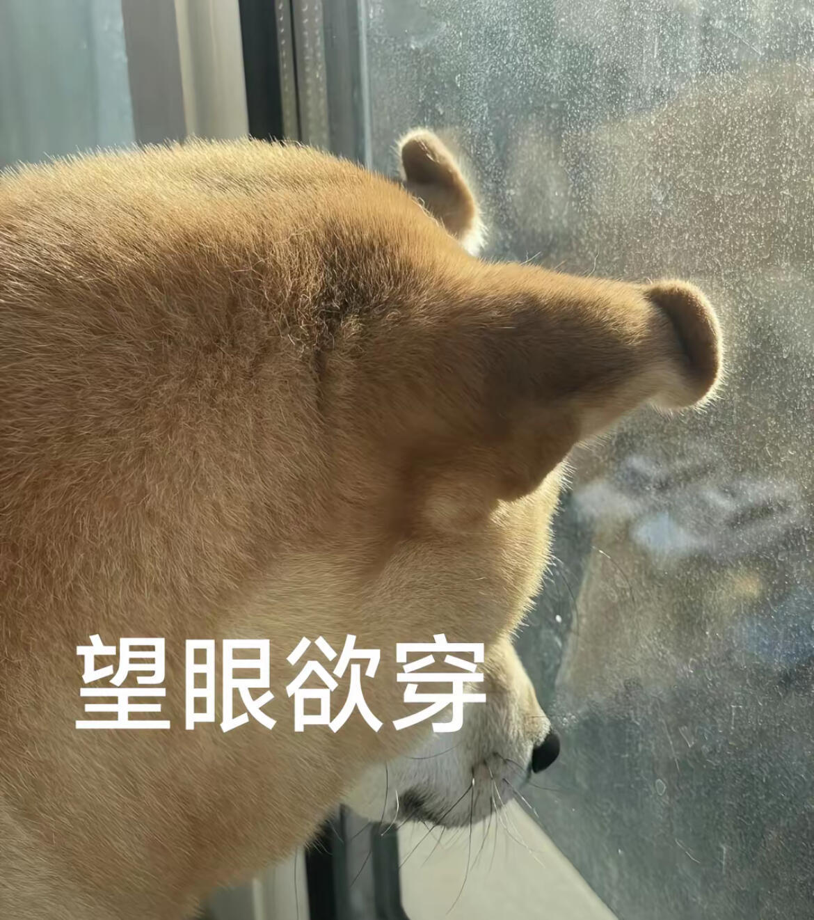 北京一餐厅跨年夜排队3000桌真是前面有3000桌等五小时也吃不上啊 