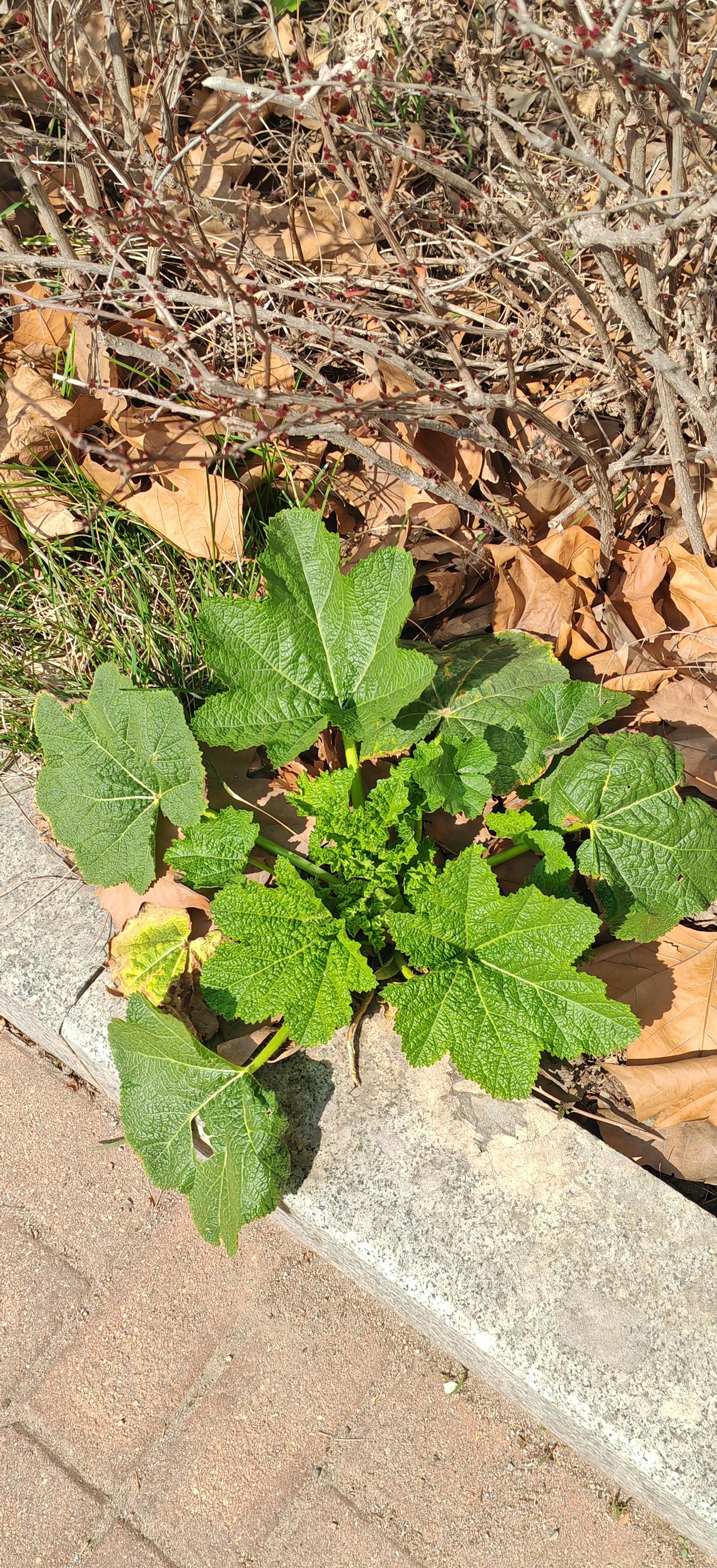 这是什么植物？
    下区里有刚发芽的绿色植物，这是什么呢？应该是一株花，谁知
