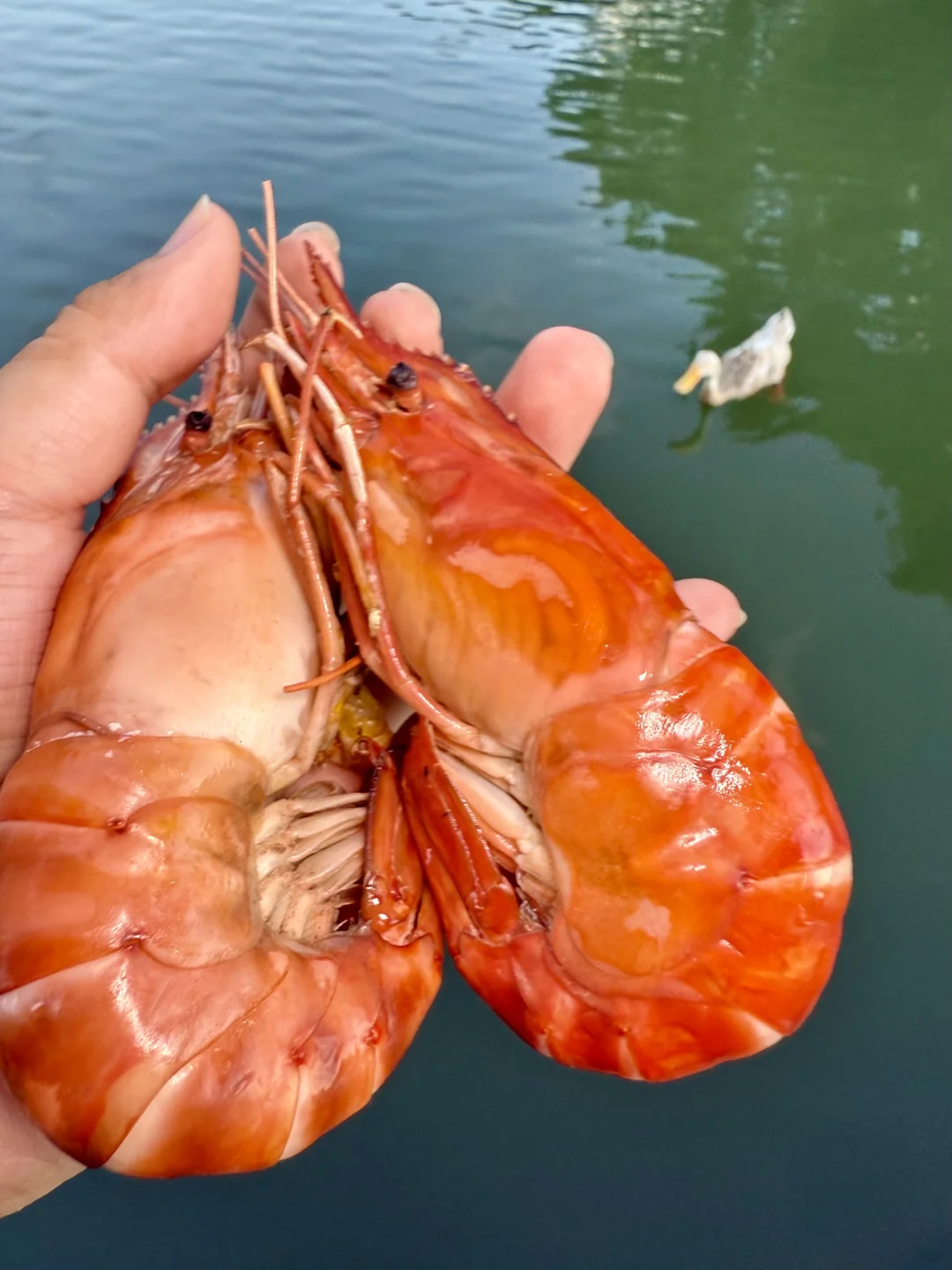 有没有江浙沪的宝宝解释一下？